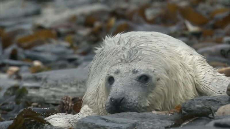 纪录片《高地 - 苏格兰的狂野之心 Highlands - Scotland's Wild Heart》[无字][BT][1080P]资源下载