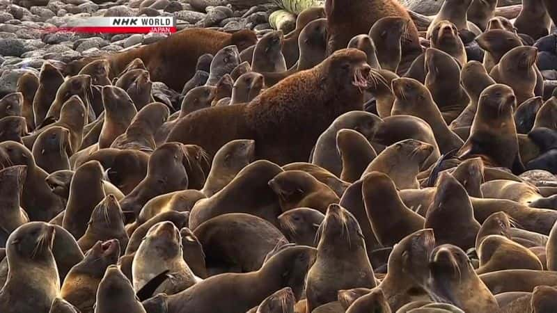 ¼Ƭܣħ Secrets of the Ocean: Aleutian MagicĻ/Ļ