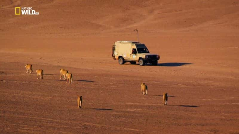 纪录片《消失的国王 - 纳米布沙漠之狮 Vanishing Kings - Desert Lions of Namib》[无字][BT][1080P]资源下载