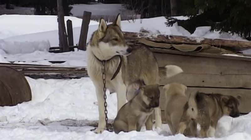 纪录片《快乐的人：针叶林的一年 Happy People: A Year In The Taiga》[无字][BT][1080P][720P]双画质资源下载