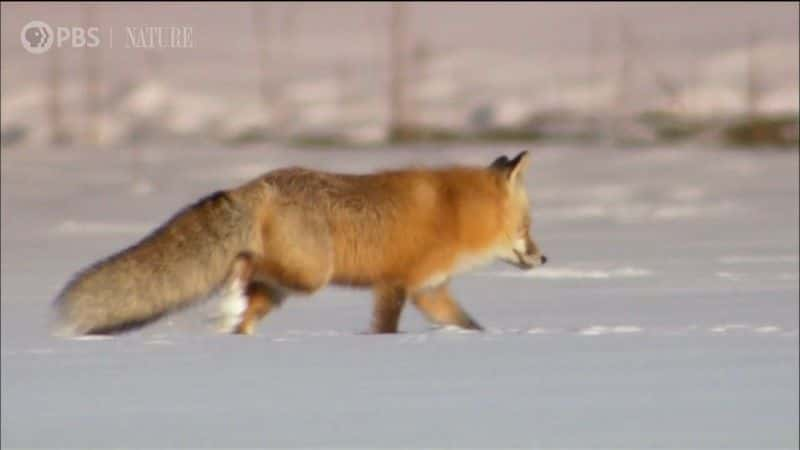 纪录片《景点与声音：黄石公园一小时 Sights and Sounds: An Hour in Yellowstone》[无字][BT][1080P]资源下载