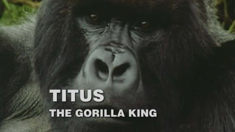 纪录片《泰特斯：大猩猩之王 Titus: The Gorilla King》[无字] [BT][DVD画质]资源下载