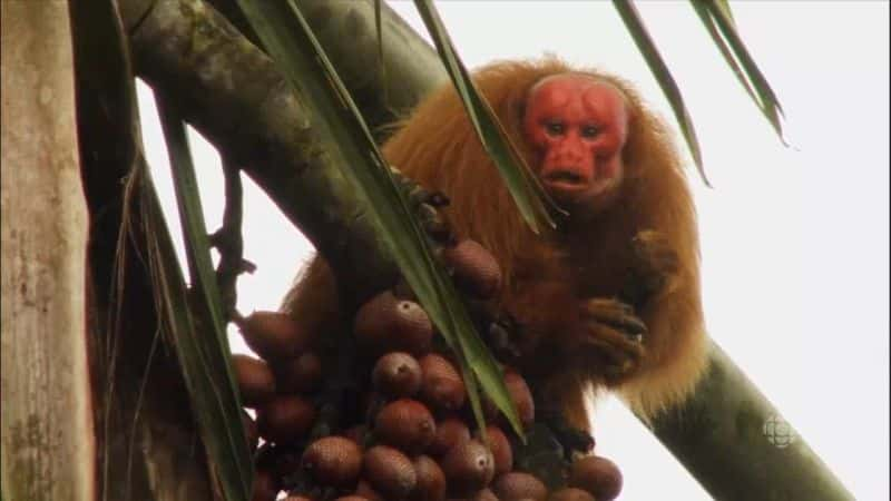 纪录片《Uakari：红猴子的秘密 Uakari: Secrets of the Red Monkey》[无字][BT][1080P]资源下载