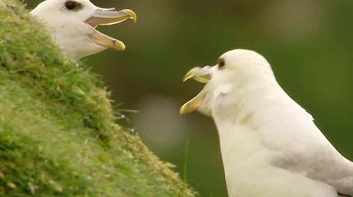 纪录片《拯救我们的海鸟 Saving our Seabirds》[无字][BT][720P]资源下载