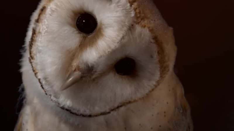 纪录片《超级动力猫头鹰 Super Powered Owls》[无字][BT][720P]资源下载