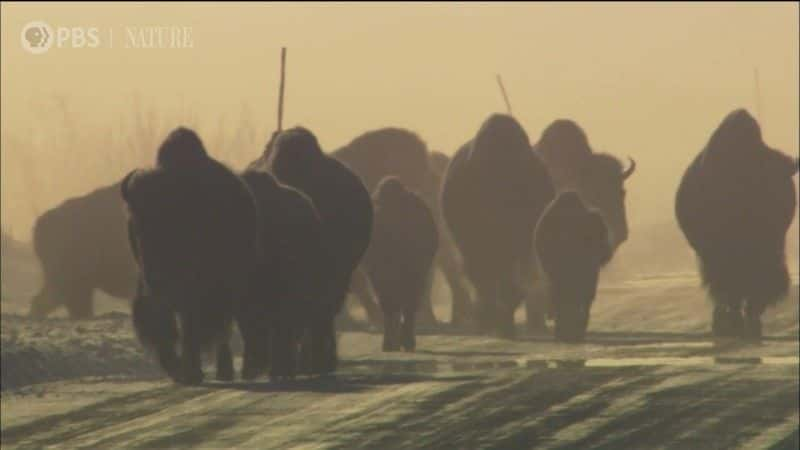 纪录片《景点与声音：黄石公园一小时 Sights and Sounds: An Hour in Yellowstone》[无字][BT][1080P]资源下载