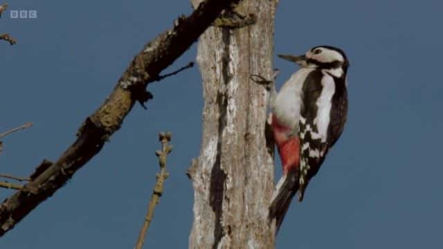 纪录片《Springwatch 红色按钮 2023 Springwatch Red Button 2023》[无字][BT][720P]资源下载