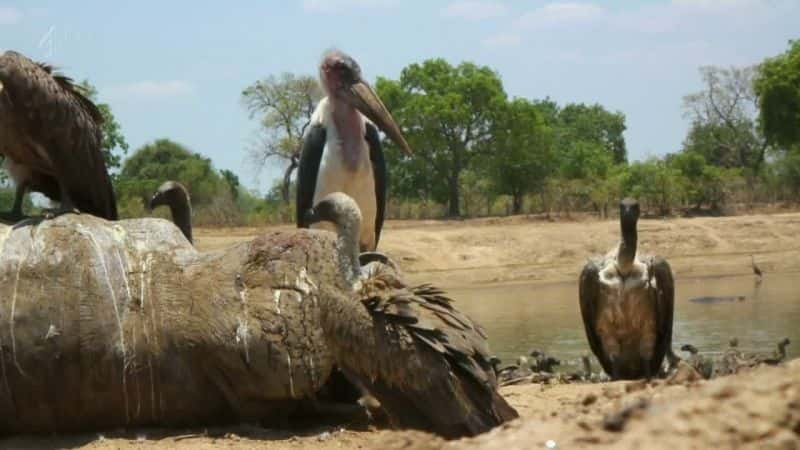 纪录片《河马：大自然的狂野盛宴 Hippo: Natures Wild Feast》[无字][BT][720P]资源下载