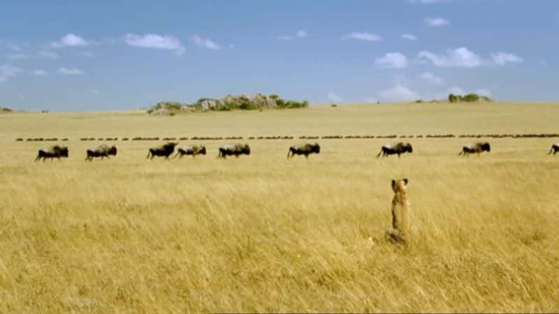 纪录片《秘密豹子 (BBC 1080p) The Secret Leopards (BBC 1080p)》[无字][BT][1080P][720P]双画质资源下载