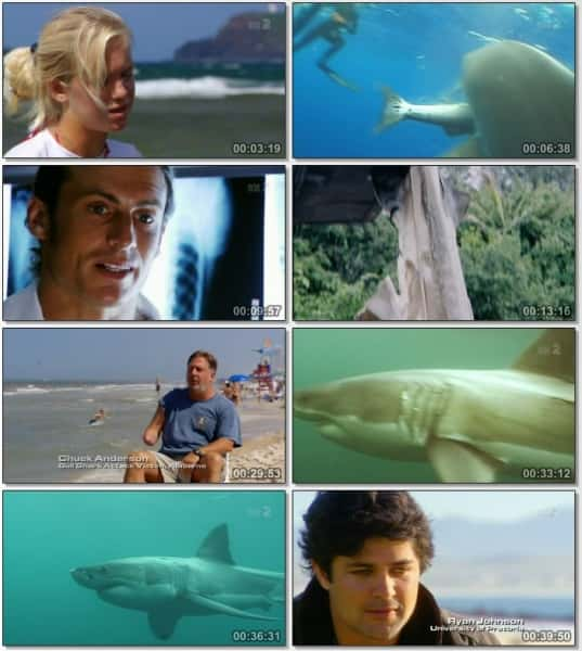 纪录片《鲨鱼袭击 Shark Attack》[无字][BT][720P]资源下载