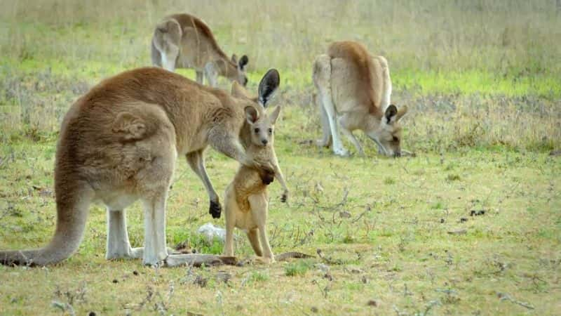 纪录片《袋鼠的秘密生活：系列 1 Secret Life of the Kangaroo: Series 1》[无字][BT][720P]资源下载