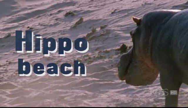 纪录片《河马海滩 Hippo Beach》[无字][BT][720P]资源下载