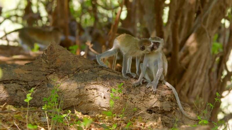 纪录片《赞比亚的故事：系列 2 Tales from Zambia: Series 2》[无字] [BT][DVD画质]资源下载