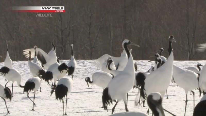 纪录片《丹顶鹤 水浒传说 丹顶鹤 Tancho Legend of the Marshes Red Crowned Crane》[无字] [BT][DVD画质][DVD]双画质资源下载