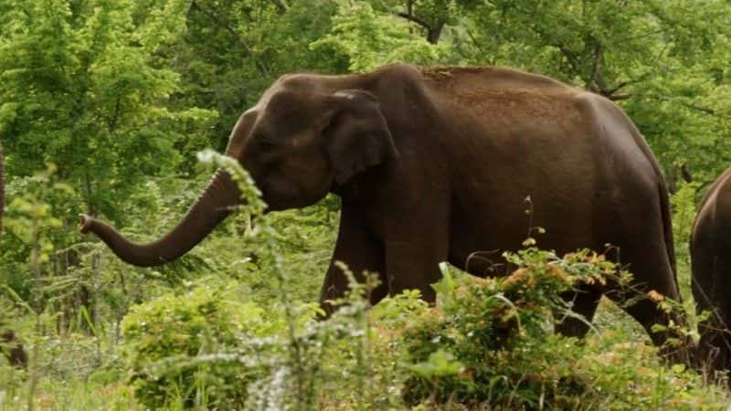 纪录片《斯里兰卡：象岛（BBC） Sri Lanka: Elephant Island (BBC)》[无字] [BT][DVD画质]资源下载