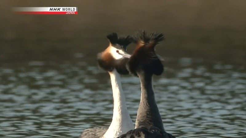 ¼Ƭˮߵ Secrets of the Watersideȫ1-Ļ/Ļ