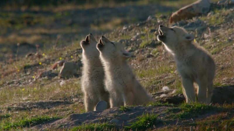 ¼ƬҺѩһ Snow Wolf Family and Meȫ2-Ļ/Ļ