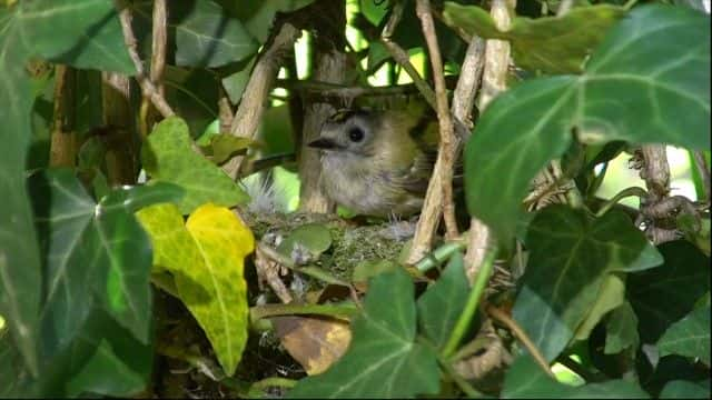 纪录片《2023 年春季观察 Springwatch 2023》[无字][BT][720P]资源下载