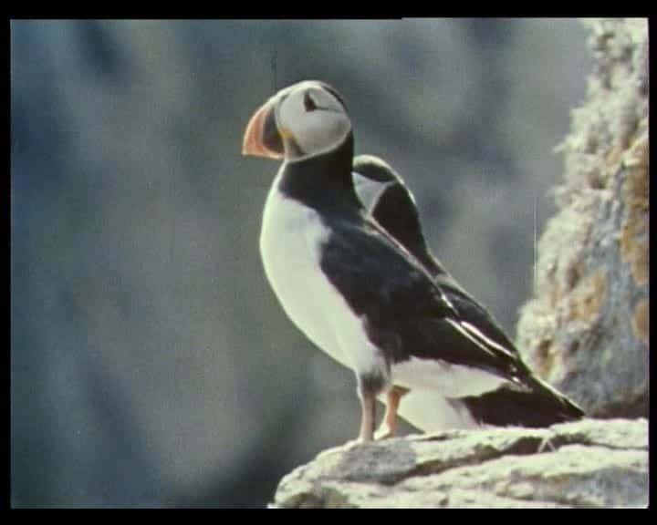 ¼Ƭʥ - ¶Ⱥ St. Kilda - The Lonely IslandsĻ/Ļ