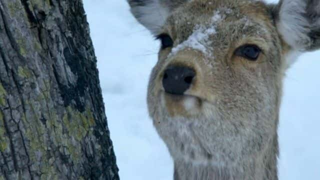 纪录片《雪动物（BBC） Snow Animals (BBC)》[无字][BT][720P]资源下载