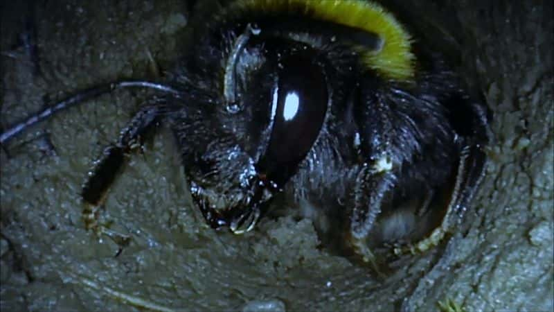 ¼ƬƷ Secrets of Bumblebees1080P-Ļ/Ļ