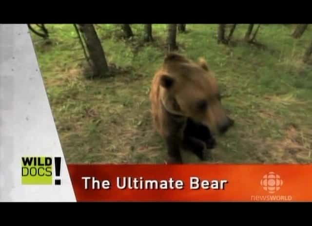 纪录片《终极熊 The Ultimate Bear》[无字][BT][1080P]资源下载