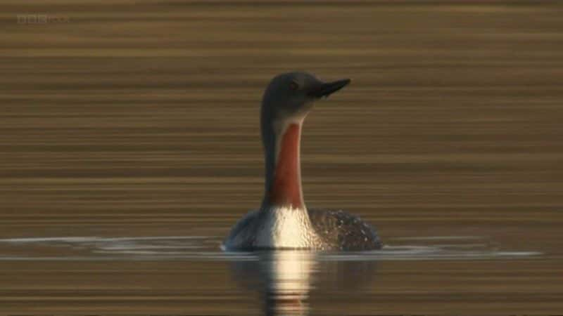 ¼ƬɡȺð Simon King's Shetland Adventure1080Pȫ1-Ļ/Ļ