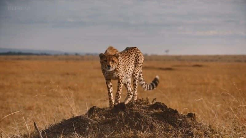 纪录片《塞伦盖蒂规则 The Serengeti Rules》[无字][BT][720P]资源下载