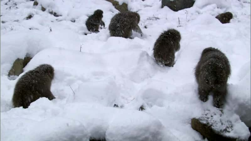 纪录片《雪猴 Snow Monkeys》[无字][BT][1080P]资源下载