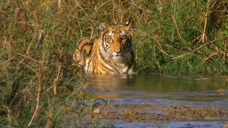 ¼Ƭèƶϵ 1 The Secret Lives of Big Cats: Series 11080P-Ļ/Ļ