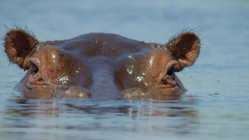 ¼Ƭ޵ĺ Hippos: Africa's River Giants1080Pȫ1-Ļ/Ļ