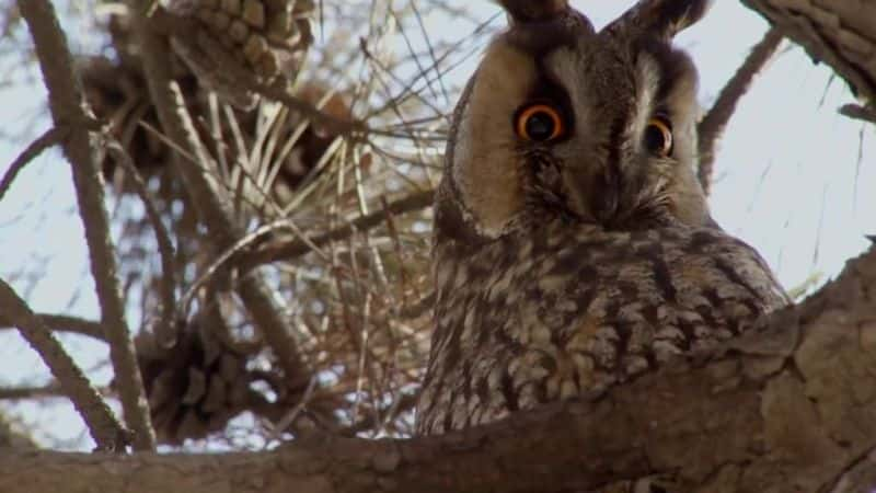 纪录片《超级动力猫头鹰 Super Powered Owls》[无字][BT][720P]资源下载