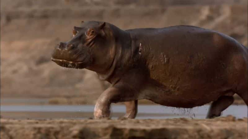 纪录片《河马：天黑后 Hippos: After Dark》[无字][BT][720P][标清]双画质资源下载