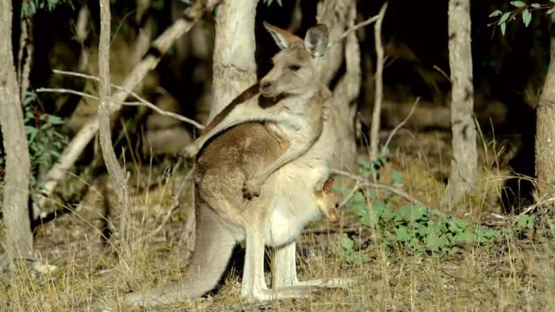 纪录片《袋鼠的秘密生活：系列 1 Secret Life of the Kangaroo: Series 1》[无字][BT][720P]资源下载