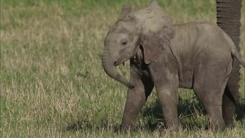 纪录片《大象的灵魂 Soul of the Elephant》[无字][BT][1080P]资源下载