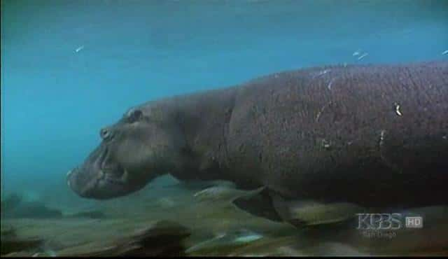 ¼Ƭ̲ Hippo Beachȫ1-Ļ/Ļ