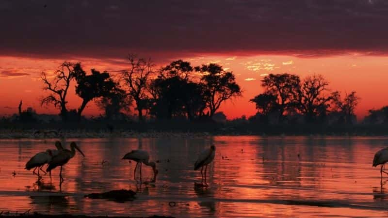 ¼Ƭ޵ĺ Hippos: Africa's River Giants1080Pȫ1-Ļ/Ļ