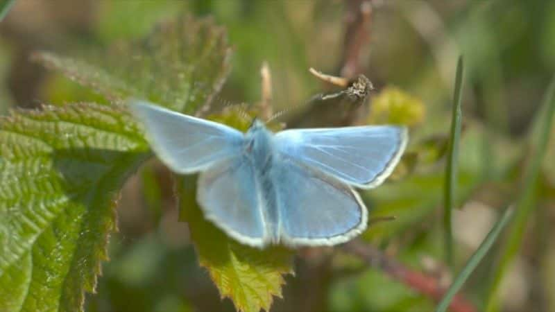 ¼Ƭ2020 괺۲ Springwatch 20201080P-Ļ/Ļ