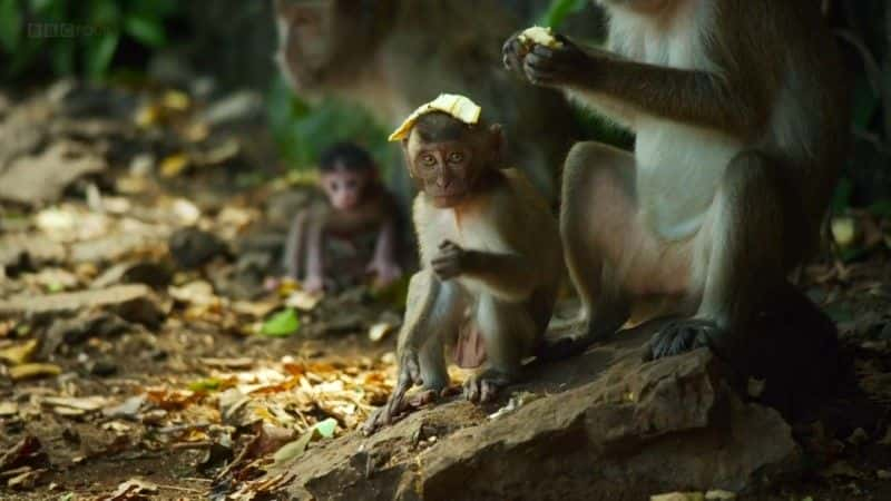 纪录片《泰国：地球上的热带天堂 (BBC) Thailand: Earth's Tropical Paradise (BBC)》[无字][BT][720P]资源下载