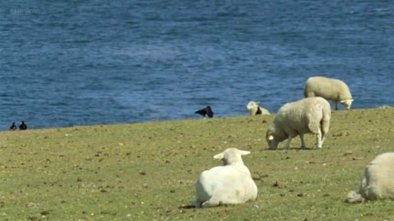 纪录片《海鸥岛 Shearwater Island》[无字][BT][720P]资源下载