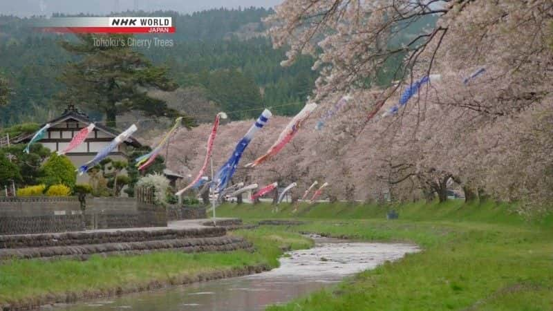 纪录片《东北的樱花 Tohoku's Cherry Blossoms》[无字][BT][DVD]资源下载