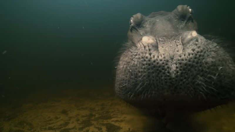 纪录片《河马：非洲的河流巨人 Hippos: Africa's River Giants》[无字][BT][720P]资源下载