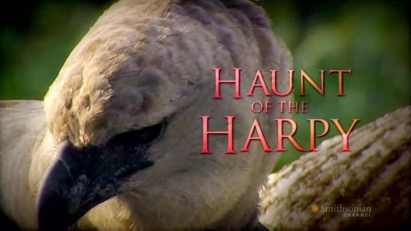 ¼Ƭȵĳû Haunt of the HarpyĻ/Ļ