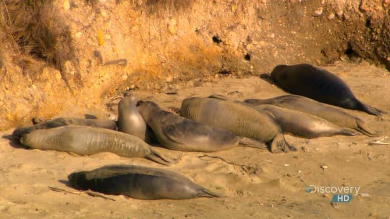 纪录片《日出海豹栖息地 Sunrise Seal Colony》[野生动物][无字幕][720P][MKV][BT][资源下载]