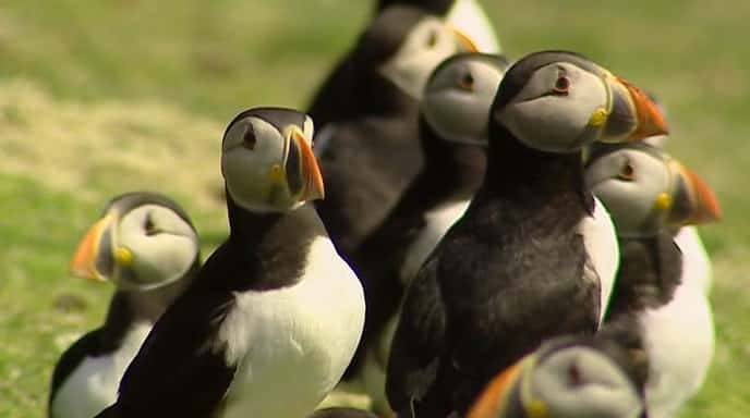 纪录片《拯救我们的海鸟 Saving our Seabirds》[无字][BT][720P]资源下载