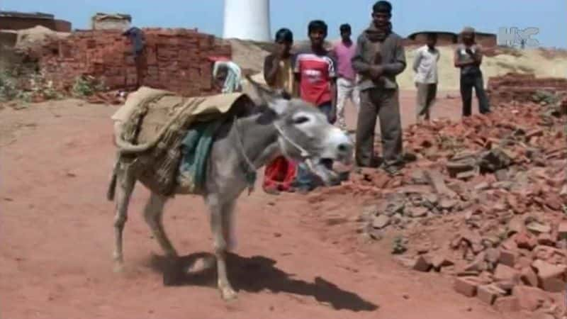 纪录片《拯救贫民窟的驴子 Saving the Slumdog Donkeys》[无字][BT][720P]资源下载