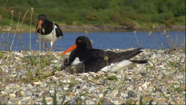 纪录片《2023 年春季观察 Springwatch 2023》[无字][BT][720P]资源下载