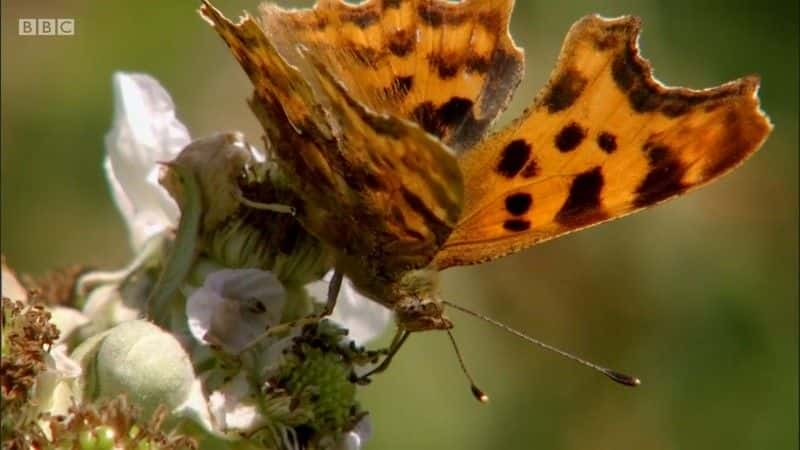 纪录片《Springwatch：花园里的狂野 Springwatch: Wild in the Garden》[无字][BT][720P]资源下载