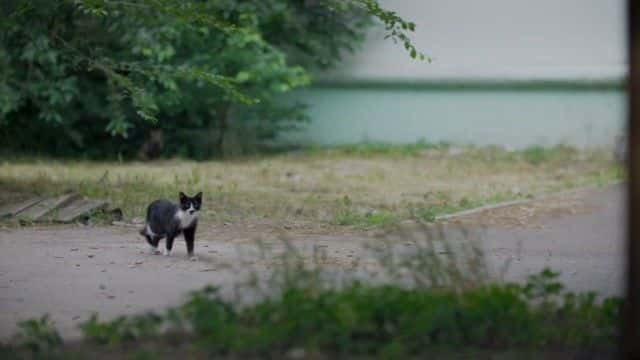 纪录片《乌克兰：人民的斗争 Ukraine: The People's Fight》[无字] [BT][DVD画质]资源下载