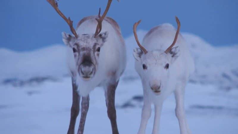 纪录片《圣诞天空下 Under the Christmas Sky》[无字][BT][1080P]资源下载